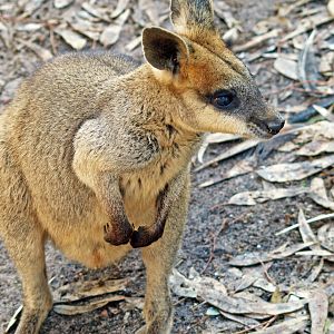 Swamp Wallaby