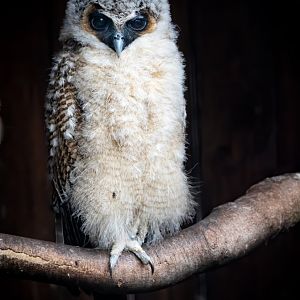 Brown Wood Owl Chick / Hamerton / 17-6-20