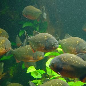Zürich Zoo- black spot piranha- 2018