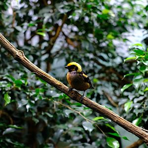 Zürich Zoo- tropical bird (ID?)- 2018