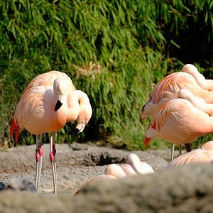 Zürich Zoo- Chilean flamingo- 2018