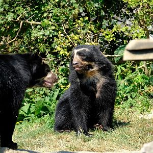 Zürich Zoo- Andean bear- 2018