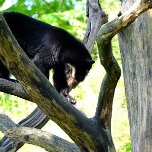Zürich Zoo- Andean bear climbing- 2018