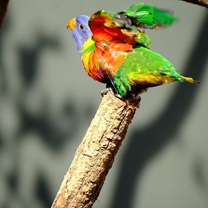 Zürich Zoo- lory getting ready to fly- 2018
