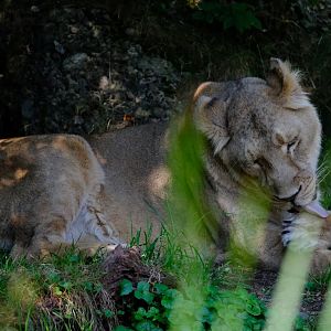 Zürich Zoo- Asian lioness cleaning herself- 2018