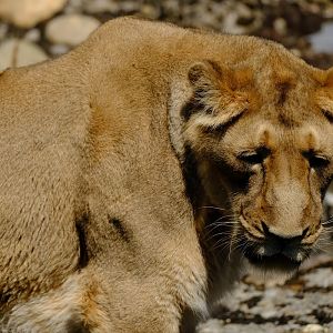 Zürich Zoo- Asian lioness- 2018