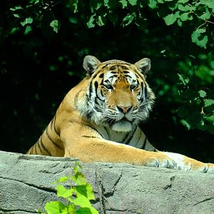Zürich Zoo- male amur tiger- 2018