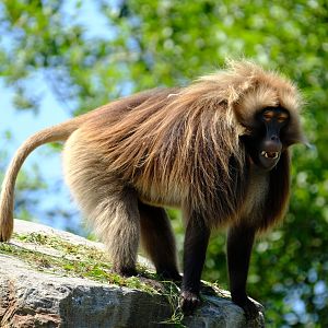 Zürich Zoo- male gelada during a fight- 2018