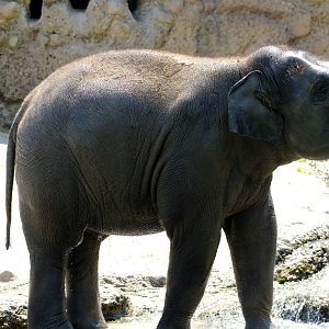 Zürich Zoo- young Asian elephant enjoying some fresh water- 2018