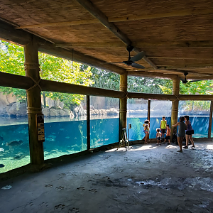 Jun. 2020 - Africa - Hippo Cove Underwater Viewing