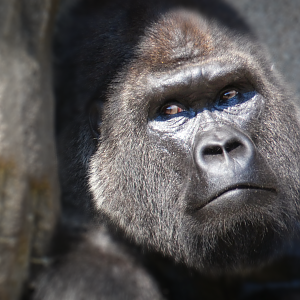 Jun. 2020 - Gorilla World - M'Shindi