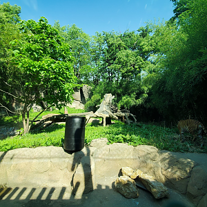 Jun. 2020 - Cat Canyon - Second Malayan Tiger Exhibit