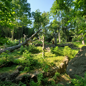 Jun. 2020 - Jungle Trails - Sumatran Orangutan/White-handed Gibbon Outdoor Exhibit