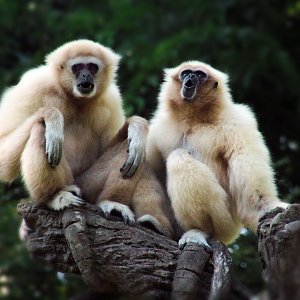 Jun. 2020 - Jungle Trails - White-handed Gibbons