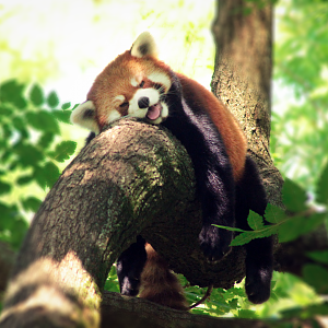 Jun. 2020 - Red Panda