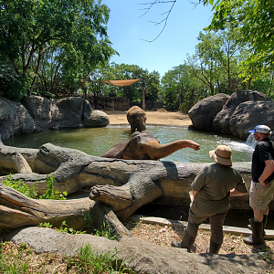Jun. 2020 - Elephant Reserve - Right Indian Elephant Exhibit Pool