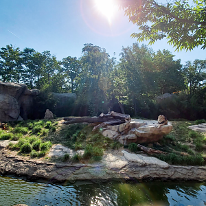 Jun. 2020 - Africa - Lion Exhibit