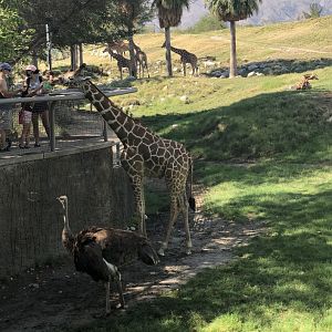 Giraffe Savanna