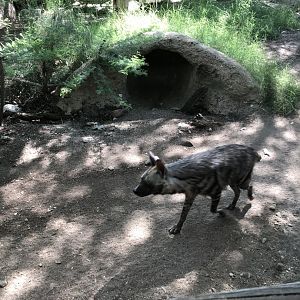 Striped Hyena