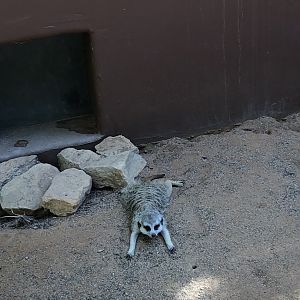 Meerkat