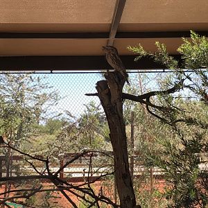 Tawny Frogmouth