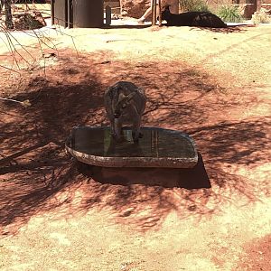 Bennett’s Wallabies