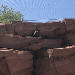 Yellow-footed Wallabies