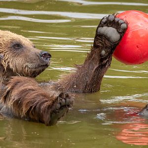European brown bear : Whipsnade : 16 Jun 2020