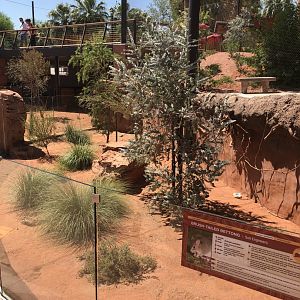 Bush-tailed Bettong Exhibit