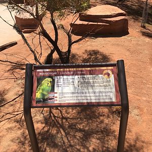Free-ranged Budgerigar