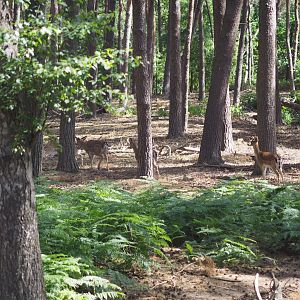 Fallow Deer