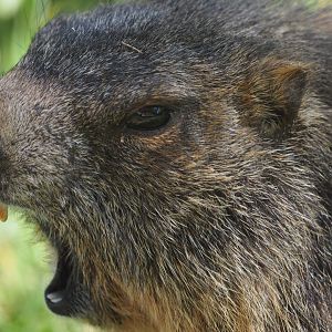 Alpine Marmot