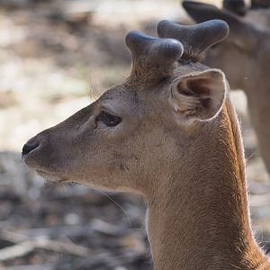 Fallow Deer