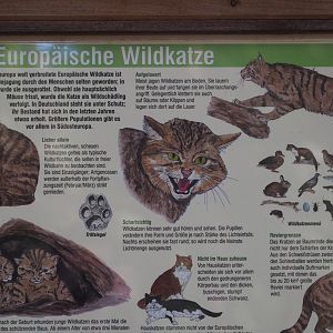 European Wild Cat Signage