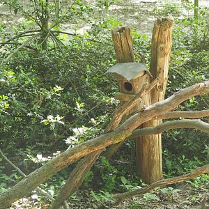 Sleeping Box for Pine Marten