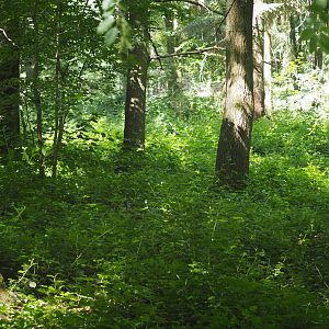 Eurasian Lynx Exhibit