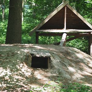 Eurasian Lynx Exhibit