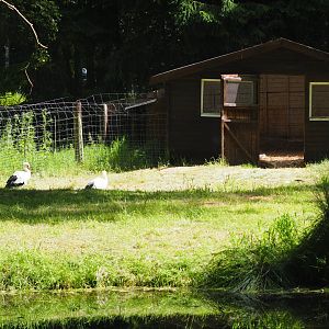 European White Stork Exhibit