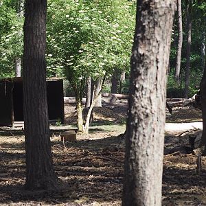 Black Fallow Deer Exhibit