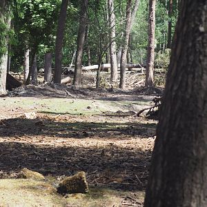 Black Fallow Deer Exhibit