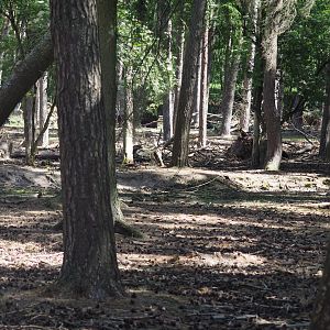 Black Fallow Deer Exhibit