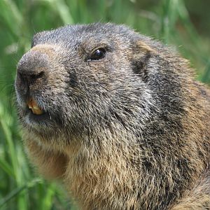 Alpine Marmot