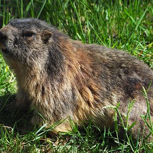 Alpine Marmot