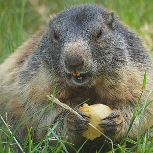 Alpine Marmot