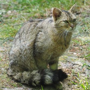 European Wildcat