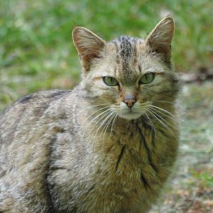 European Wildcat