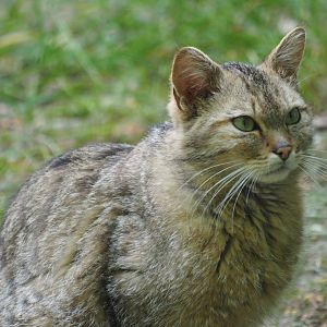 European Wildcat