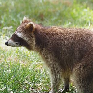 Common Raccoon