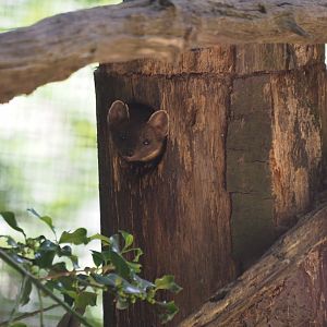 European Pine Marten