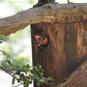 European Pine Marten